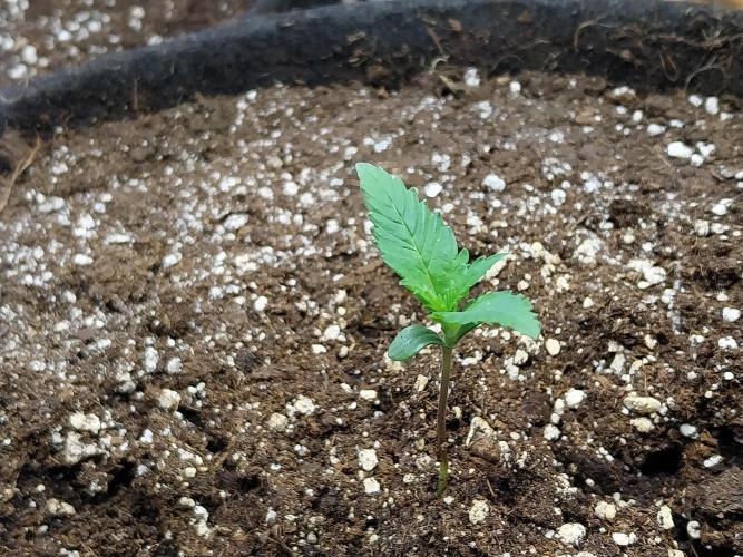 Pierrette de la lune 2. Week 1 - 08/11