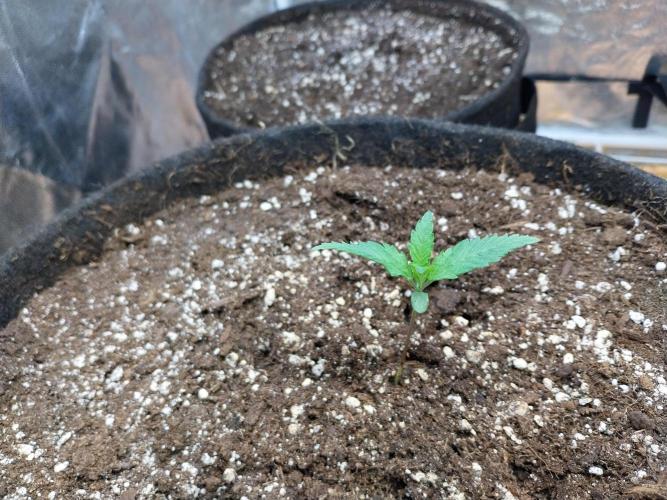 Pierrette de la lune 2. Week 1 - 09/11