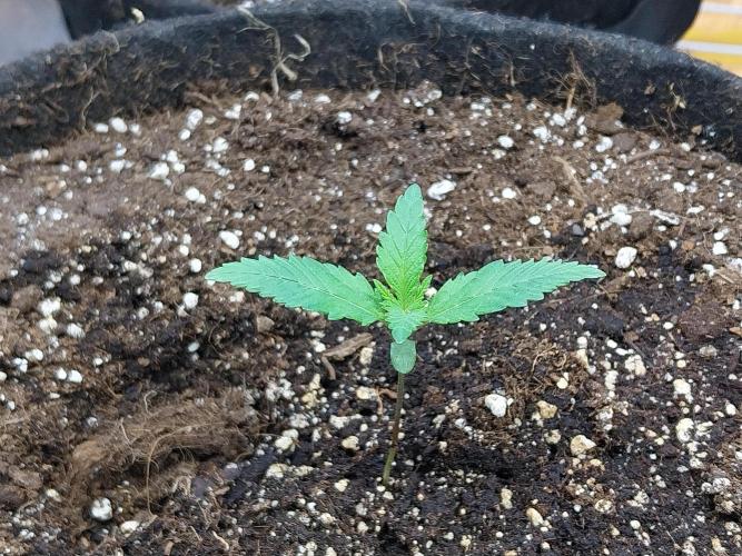 Pierrette de la lune 2. Week 1 - 10/11