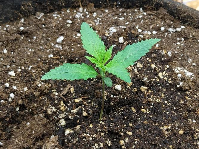 Pierrette de la lune 2. Week 1 - 11/11