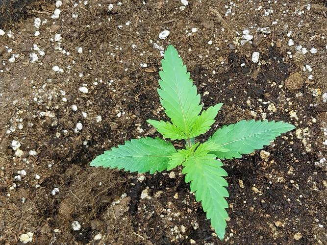 Pierrette de la lune 2. Week 1 - 12/11