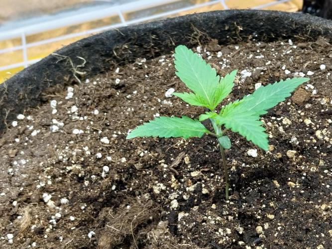 Pierrette de la lune 2. Week 1 - 12/11