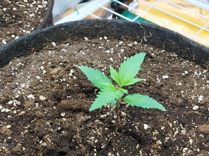 Pierrette de la lune 2. Week 1 - 12/11