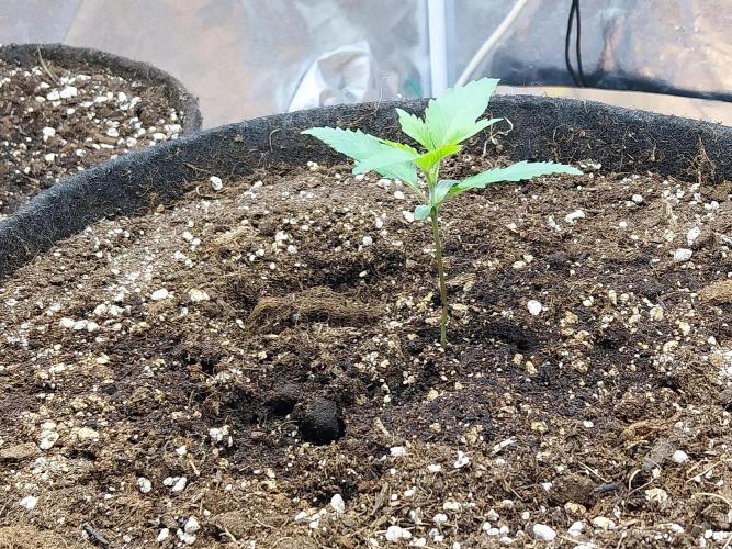 Pierrette de la lune 2. Week 1 - 12/11