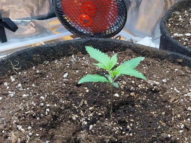 Pierrette de la lune 2. Week 1 - 12/11