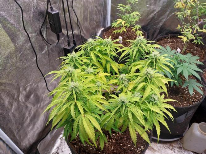 Mat Ohperché. Week 10 - 08/11