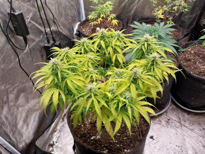 Mat Ohperché. Week 10 - 11/11