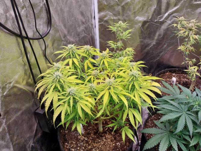 Mat Ohperché. Week 10 - 12/11