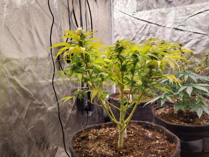 Mat Ohperché. Week 10 - 13/11