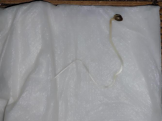 Quoitesqueu. Week 0 - 07/11 n°1