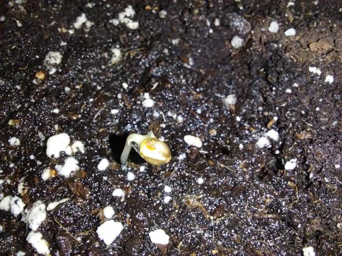 Quoitesqueu. Week 0 - 07/11 n°1