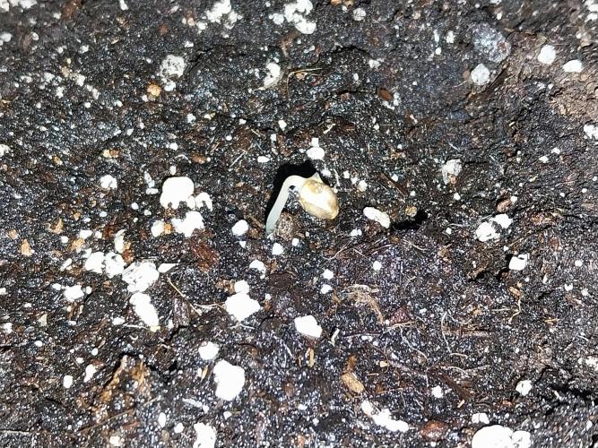 Quoitesqueu. Week 0 - 07/11 n°1