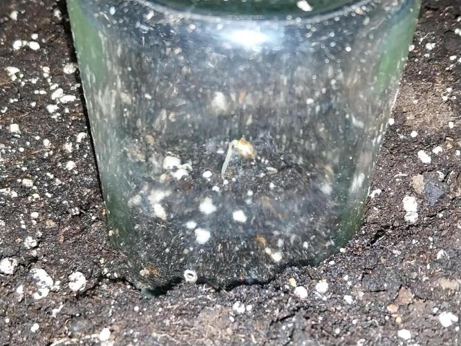 Quoitesqueu. Week 0 - 07/11 n°1