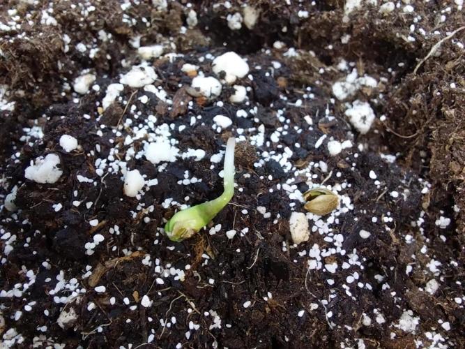 Quoitesqueu. Week 0 - 08/11 n°1