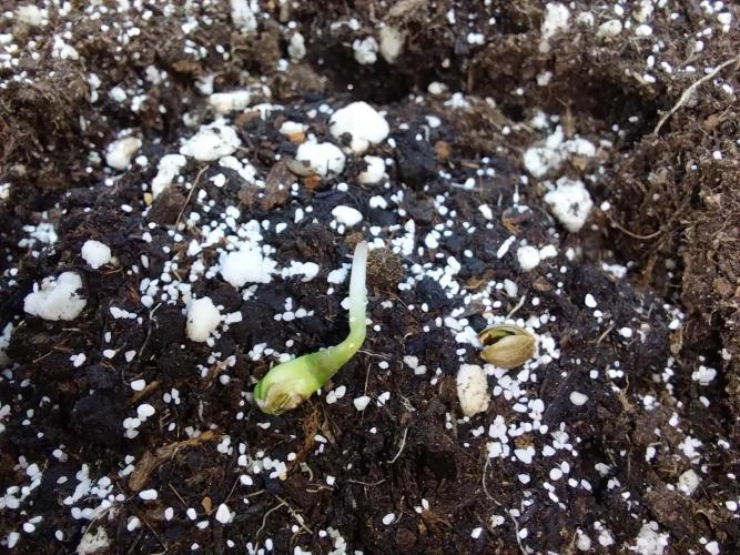 Quoitesqueu. Week 0 - 08/11 n°1