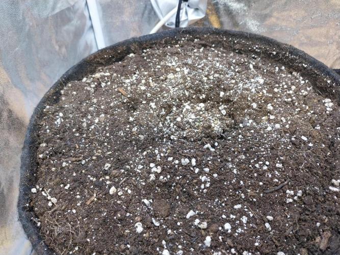 Quoitesqueu. Week 0 - 08/11 n°1