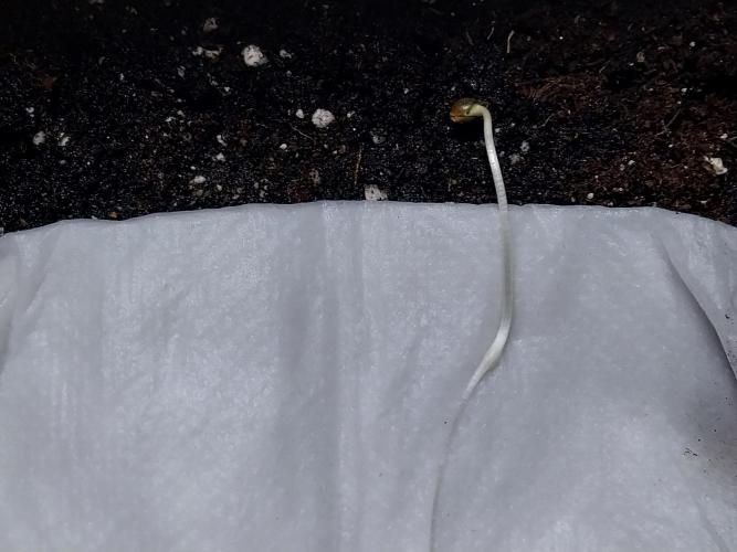 Quoitesqueu. Week 0 - 11/11 n°2