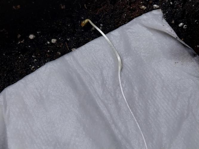 Quoitesqueu. Week 0 - 11/11 n°2