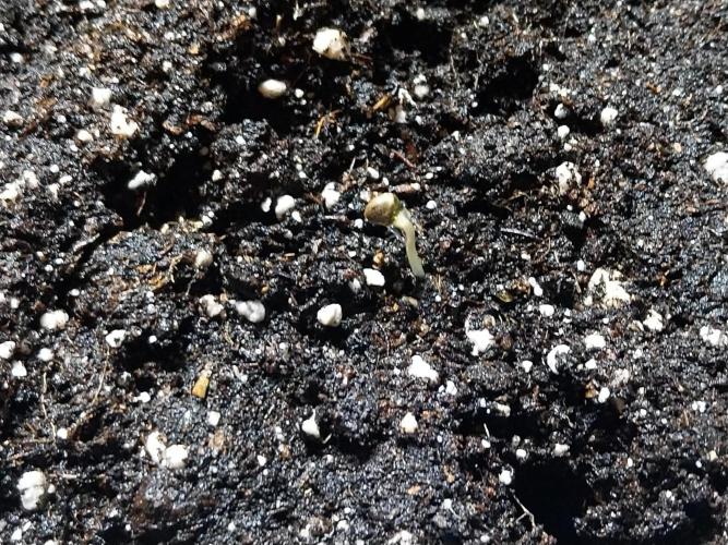 Quoitesqueu. Week 0 - 11/11 n°2