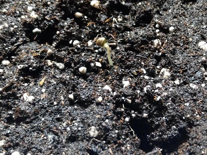 Quoitesqueu. Week 0 - 11/11 n°2