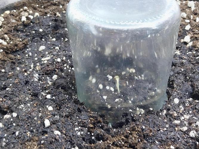 Quoitesqueu. Week 0 - 11/11 n°2