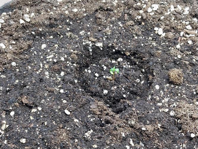 Quoitesqueu. Week 0 - 12/11 n°2