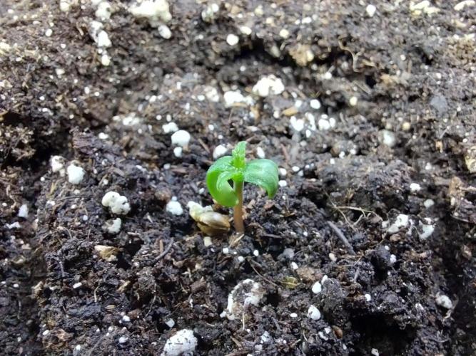 Quoitesqueu. Week 0 - 12/11 n°2