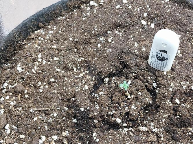 Quoitesqueu. Week 0 - 13/11 n°2