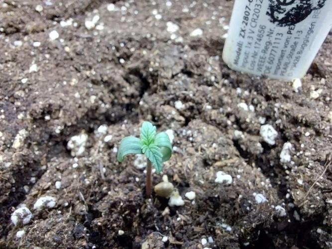 Quoitesqueu. Week 0 - 13/11 n°2