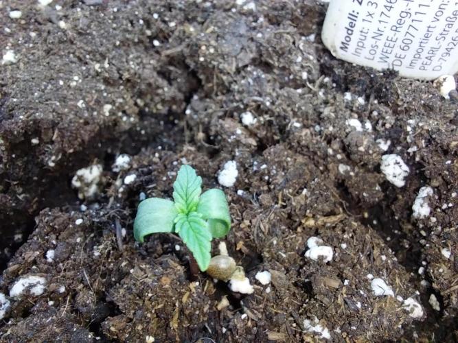 Quoitesqueu. Week 0 - 13/11 n°2