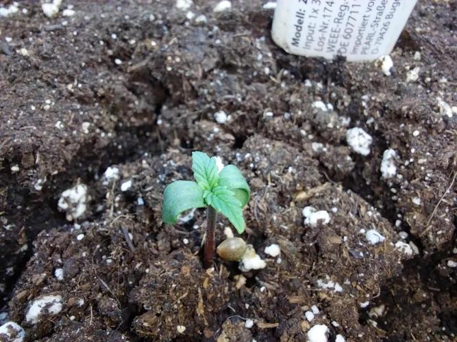 Quoitesqueu. Week 0 - 13/11 n°2