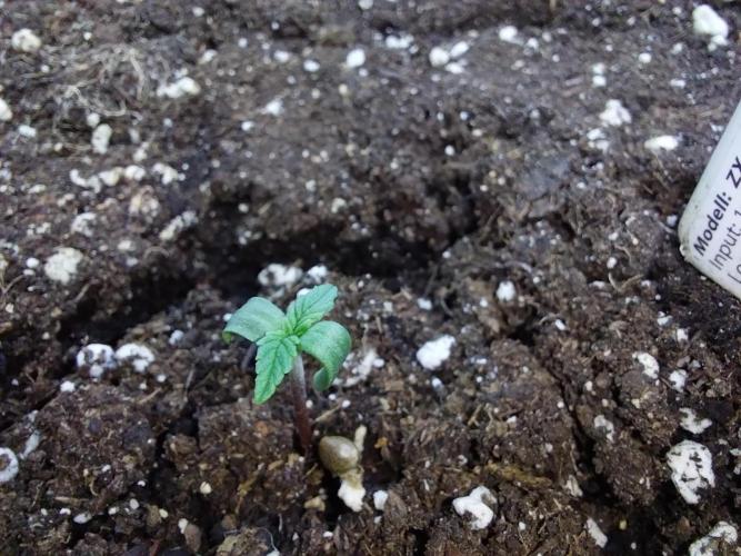 Quoitesqueu. Week 0 - 13/11 n°2