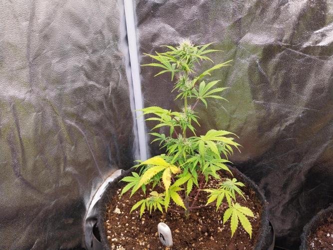 Beuhengelé. Week 9 - 08/11