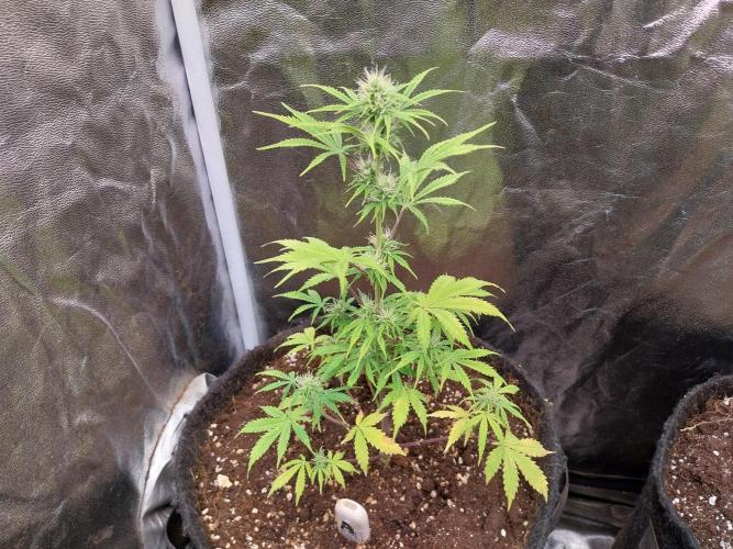 Beuhengelé. Week 9 - 09/11