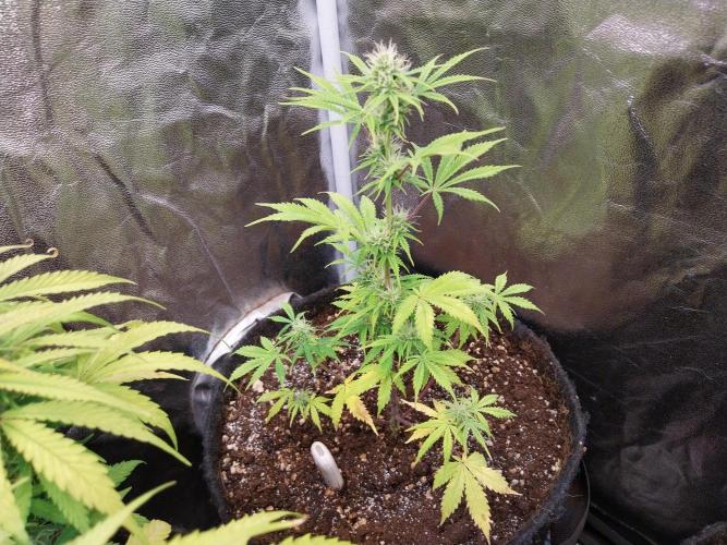 Beuhengelé. Week 9 - 10/11