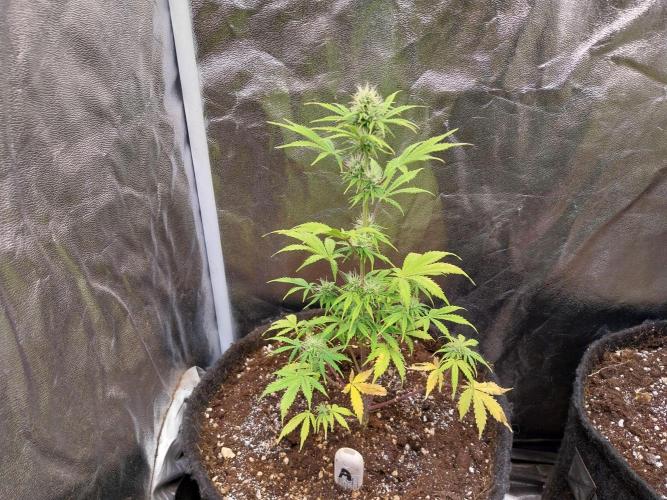 Beuhengelé. Week 9 - 11/11