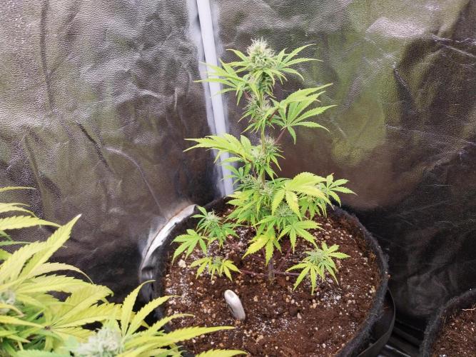 Beuhengelé. Week 9 - 12/11