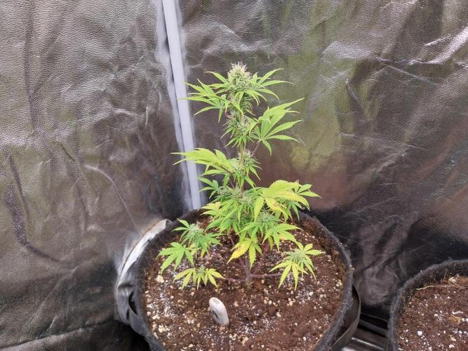 Beuhengelé. Week 9 - 13/11