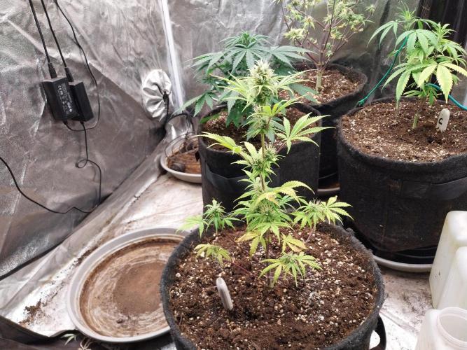 Beuhengelé. Week 9 - 14/11