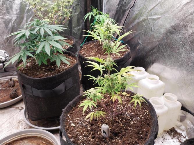 Beuhengelé. Week 9 - 14/11