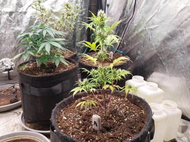 Beuhengelé. Week 9 - 14/11