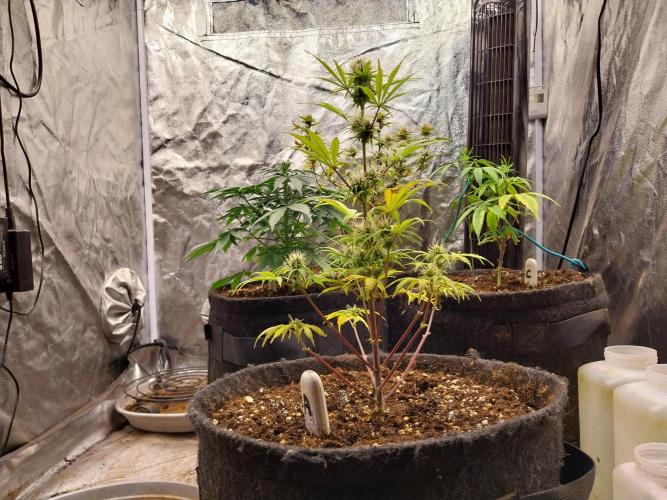 Beuhengelé. Week 9 - 14/11