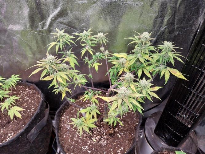 Pomofour le retour. Week 8 - 09/11