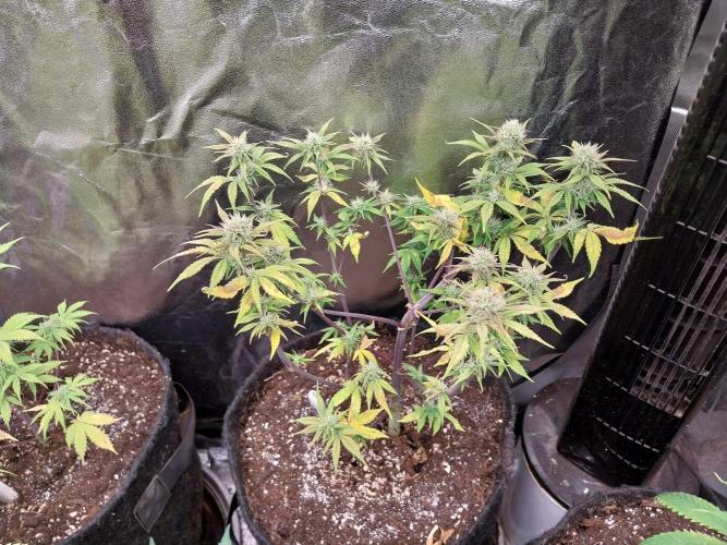 Pomofour le retour. Week 8 - 10/11