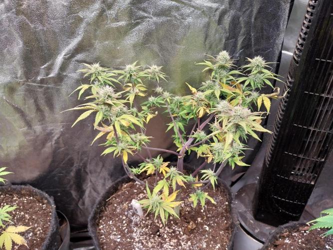 Pomofour le retour. Week 8 - 11/11