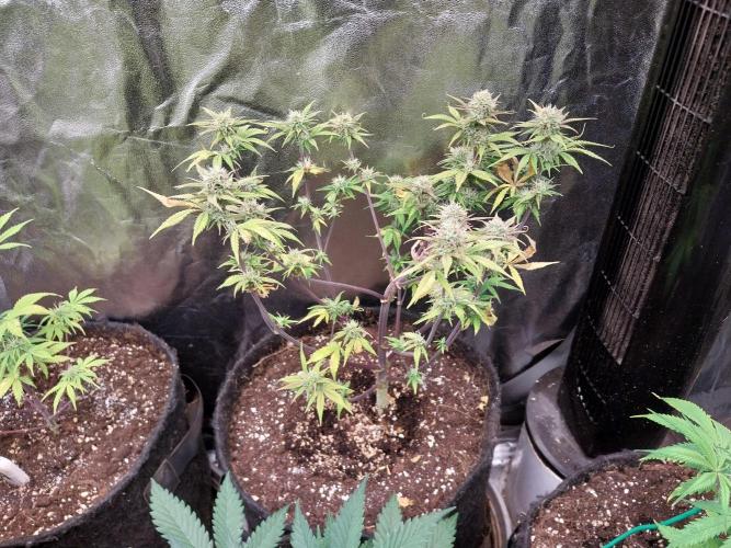 Pomofour le retour. Week 8 - 12/11