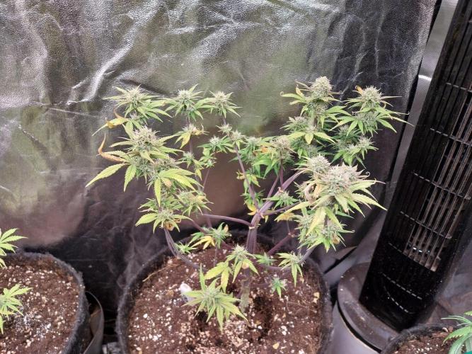 Pomofour le retour. Week 8 - 13/11