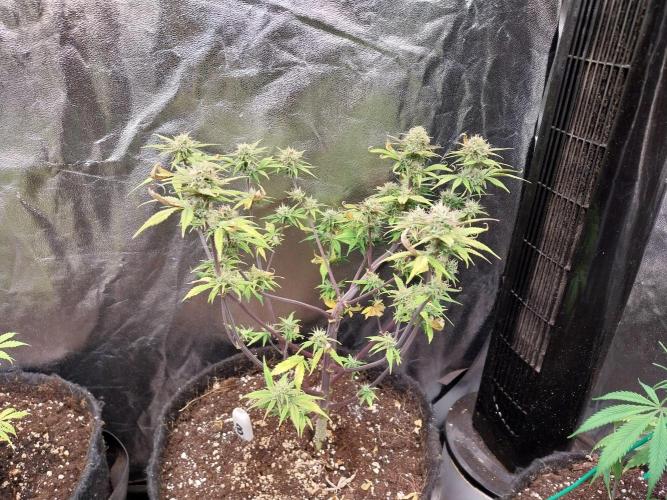 Pomofour le retour. Week 8 - 14/11