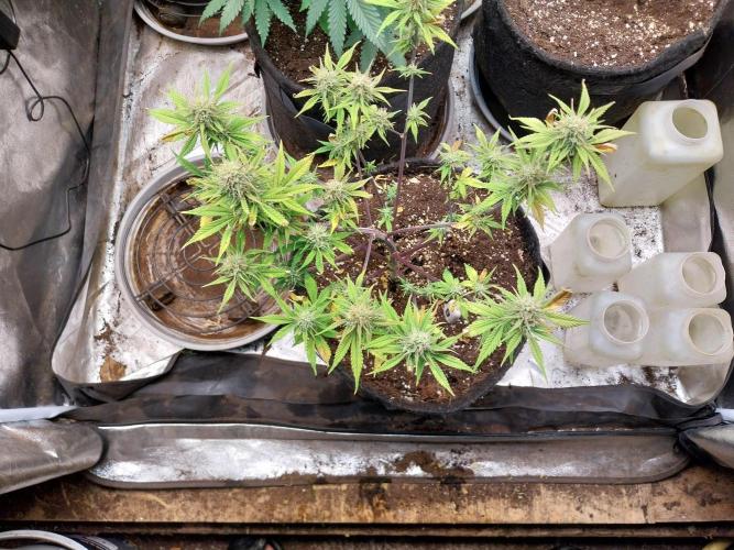 Pomofour le retour. Week 8 - 15/11