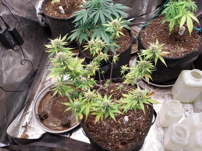 Pomofour le retour. Week 8 - 15/11